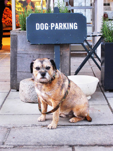 Dog parking